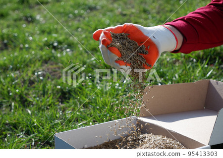 Sowing the lawn in the spring. A female hand in a glove holds the seeds of lawn grass over a cardboard box, against a background of green grass. 95413303