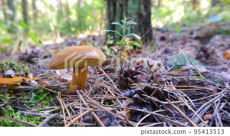 Mushroom Boletus cupreus grows on a sunny autumn meadow in the forest. Quiet hunting. Mushroom picking Mushroom Boletus cupreus grows on a sunny autumn meadow in the forest. Quiet hunting. Mushroom picking 95413513