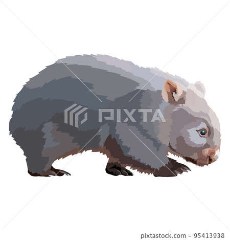 Wombat realistic colored draving vector illustration wild animal. 95413938