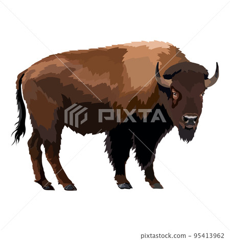Brown zubr buffalo bison realistic vector illustration 95413962