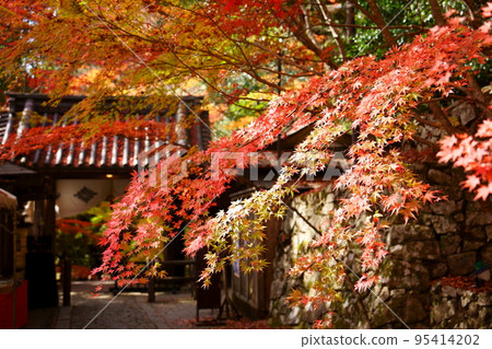 用紅葉裝飾的永源寺正門（滋賀縣東見市） 95414202