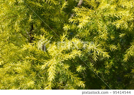 Pictures of Revolution Gold Pictures of Revolution Gold 95414544