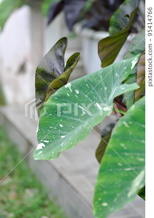 Colocasia White Lava or Colocasia variegated 95414766
