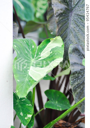 Colocasia White Lava or Colocasia variegated Colocasia White Lava or Colocasia variegated 95414767