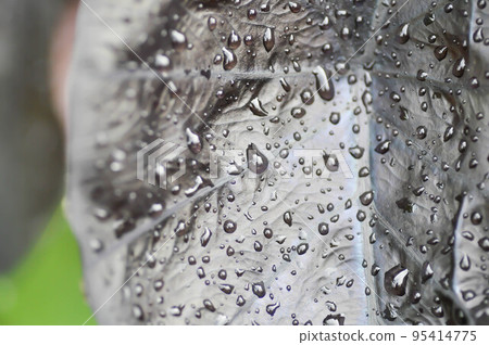 colocasia black ripple , Colocasia or black Colocasia plant and Colocasia esculenta or colocasia black coral and rain drop 95414775