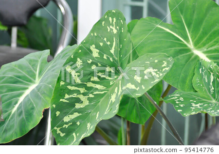 Colocasia Esculenta Hilo Beauty,Colocasia or Esculenta Hilo or Colocasia bicolor Colocasia Esculenta Hilo Beauty,Colocasia or Esculenta Hilo or Colocasia bicolor 95414776