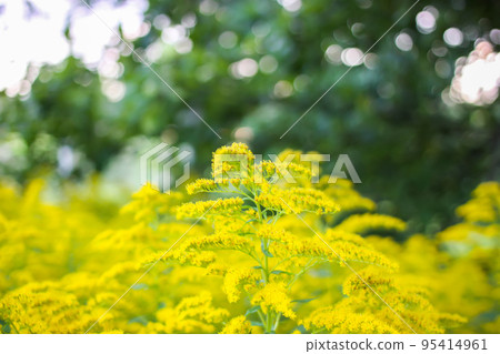Solidago gigantea or Goldenrod flowering plant. 95414961