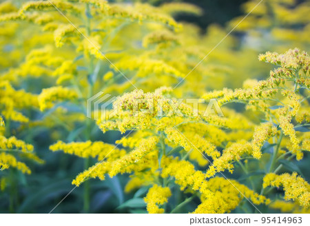 Solidago gigantea or Goldenrod flowering plant. 95414963