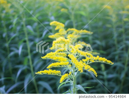 Solidago gigantea or Goldenrod flowering plant. 95414984