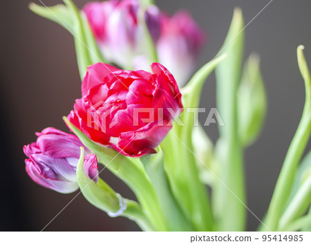 Spring beautiful tulip flowers on soft pastel background with copy space. Mother's day, greeting card festive decorative floral composition Spring beautiful tulip flowers on soft pastel background with copy space. Mother's day, greeting card festive decorative floral composition 95414985