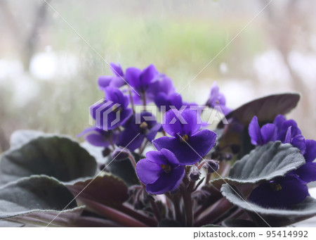 Violets flowers close up 95414992
