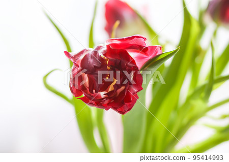 Spring beautiful tulip flowers on soft pastel background with copy space. Mother's day, greeting card festive decorative floral composition Spring beautiful tulip flowers on soft pastel background with copy space. Mother's day, greeting card festive decorative floral composition 95414993