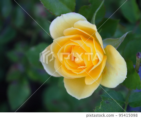Beautiful rose flower Beautiful rose flower 95415098