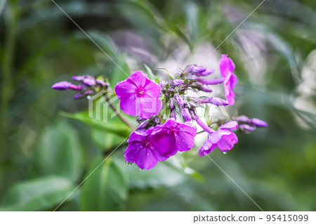 Pink summer phlox flowers. Floral background. Pink summer phlox flowers. Floral background. 95415099