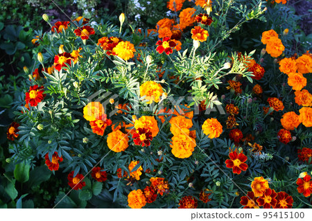 Tagetes flowers in the garden 95415100