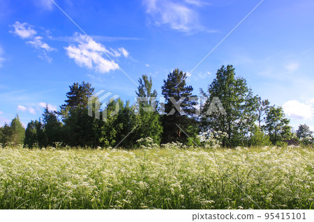 Summer landscape in countryside. Summer landscape in countryside. 95415101