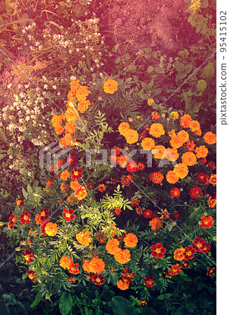 Tagetes flowers in the garden Tagetes flowers in the garden 95415102