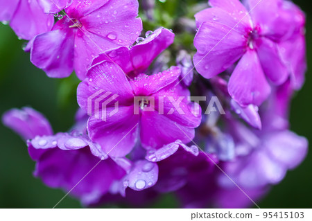 Pink summer phlox flowers. Floral background. Pink summer phlox flowers. Floral background. 95415103