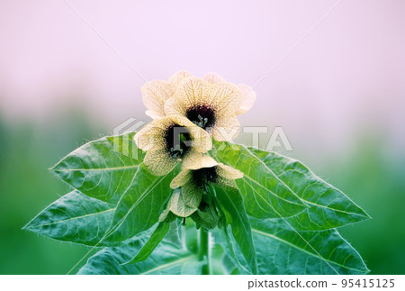 Black Henbane Hyoscyamus niger flowers. Black Henbane Hyoscyamus niger flowers. 95415125