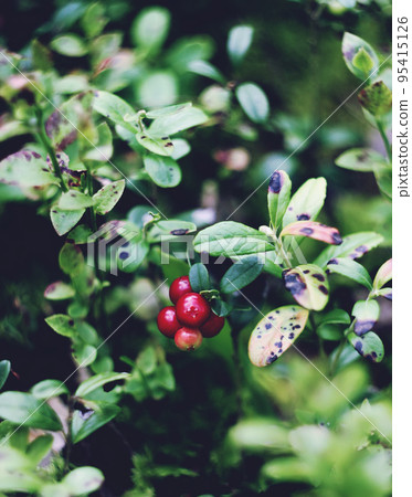 Cranberry in the forest Cranberry in the forest 95415126
