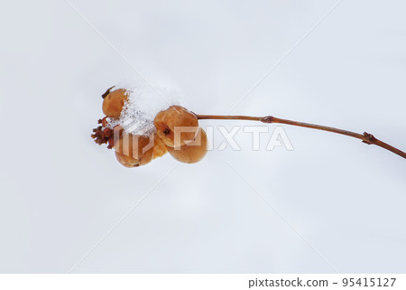 Plant of the snowberry in snow outdoors. Meadow in wintertime. Symphoricarpos berries. 95415127