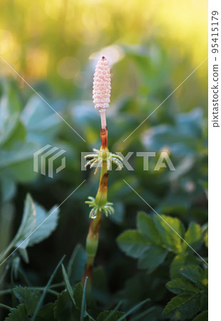 Horsetail plant or Equisetum herb growing in forest Horsetail plant or Equisetum herb growing in forest 95415179
