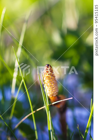 Horsetail plant or Equisetum herb growing in forest Horsetail plant or Equisetum herb growing in forest 95415185