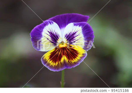 Purple pancy flower. Purple pancy flower. 95415186