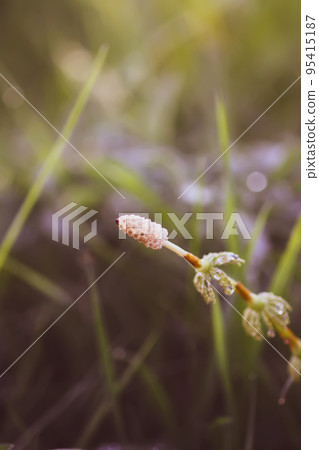 Horsetail plant or Equisetum herb growing in forest Horsetail plant or Equisetum herb growing in forest 95415187