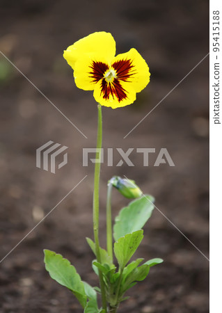 Yellow pancy flower. Yellow pancy flower. 95415188