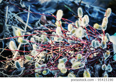 Willow twigs close up Willow twigs close up 95415190