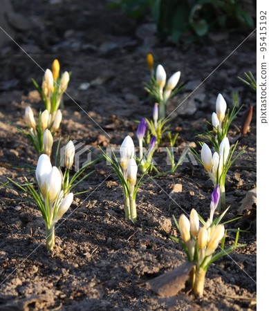 Crocus flowers outdoors Crocus flowers outdoors 95415192