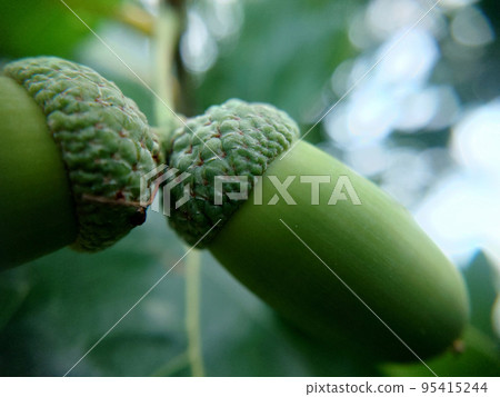 Two oak acorns on a branch selective focus close-up 95415244