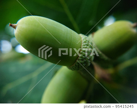 Three green oak acorns on a branch close-up Three green oak acorns on a branch close-up 95415245
