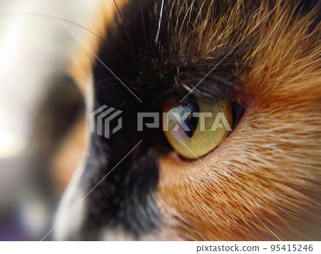 Detailed image of a cat's face in profile close-up 95415246