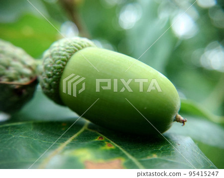 Green oak acorn in a bundle on a leaf close-up Green oak acorn in a bundle on a leaf close-up 95415247