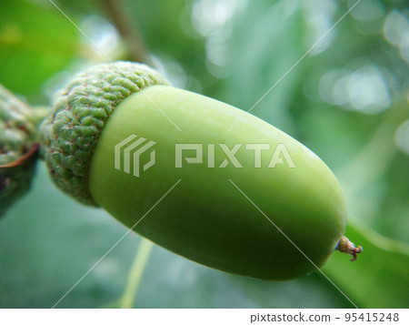 Large green oak acorn hanging outdoors close-up Large green oak acorn hanging outdoors close-up 95415248