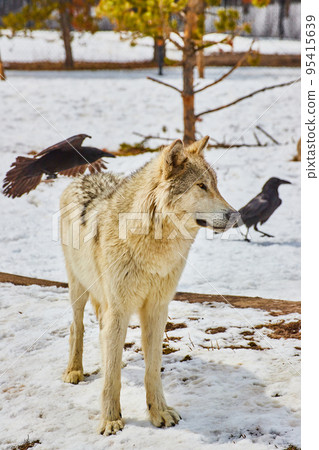 White wolf in snow at park with black crows White wolf in snow at park with black crows 95415639