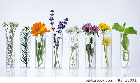 Test tubes with herbs on white background. Herbal medicine concept. Herbal medicine research. Test tubes with herbs on white background. Herbal medicine concept. Herbal medicine research. 95416091