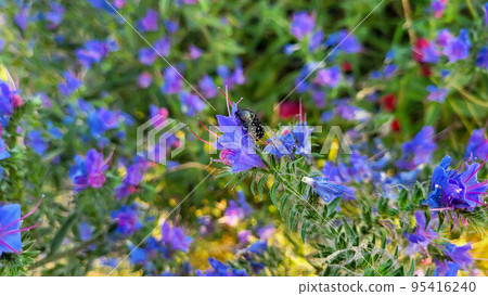 The smelly Olenka beetle sits on a herbaceous plant a species of the genus Bruise of the borage family 95416240