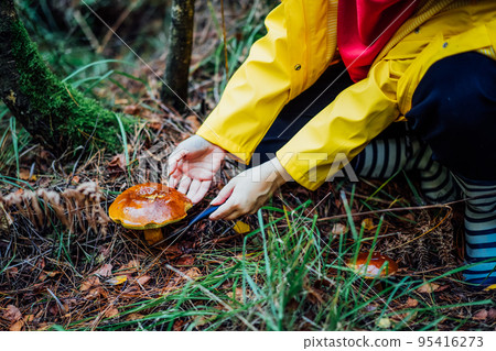Mushroom picking season. Close up of young woman with knife cutting mushroom in autumn forest. Leisure concept. Seasonal Food gathering. Selective focus. Copy space. 95416273