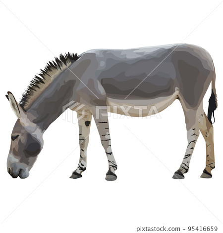Realistic donkey. Side view. Vector illustration isolated on white background 95416659