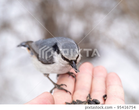 The Eurasian nuthatch eats seeds from a man's hand. Hungry bird wood nuthatch eating seeds from a hand during winter or autumn The Eurasian nuthatch eats seeds from a man's hand. Hungry bird wood nuthatch eating seeds from a hand during winter or autumn 95416754