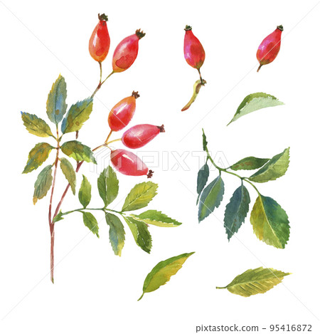 Watercolor set of Dog rose, Briar with red berries and green leaves. 95416872
