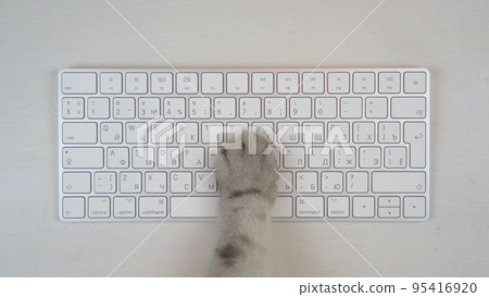 Gray cat paw uses keyboard. The cat is typing on a computer keyboard. Paw closeup top view. 95416920
