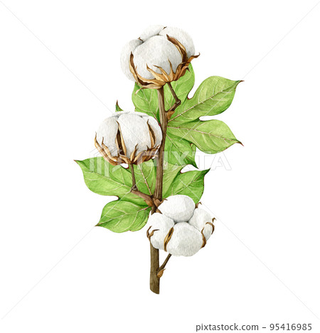Cotton plant stem with leaves. Watercolor illustration. Hand drawn organic pure cotton plant element. Agriculture gossypium botanical image. Isolated on white background 95416985