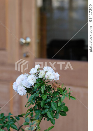 A white rose flower in front of the store that caught my eye on the promenade. Small flower petals entertain passers-by 95417209