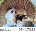 Yawn of a cat 95417382