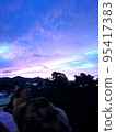 cat and sunset 95417383