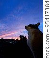 cat and sunset 95417384